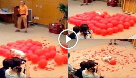 Fastest Time to POP 100 Balloons by a DOG – Video Fastest Time to POP 100 Balloons by a DOG – Video