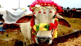 Eid-ul-Azha History and How People Celebrates Eid-ul-Azha History and How People Celebrates