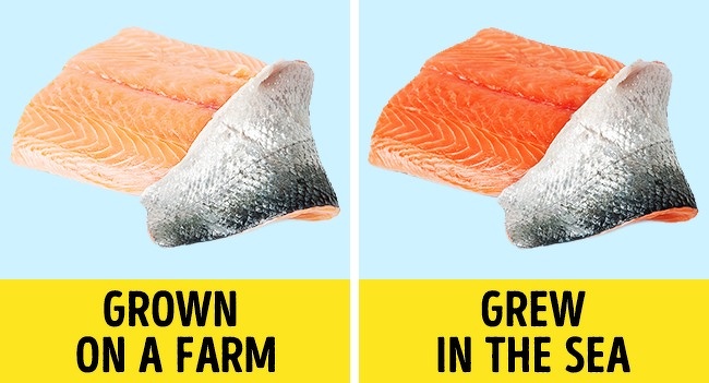 Some Foods Facts Some Foods Facts