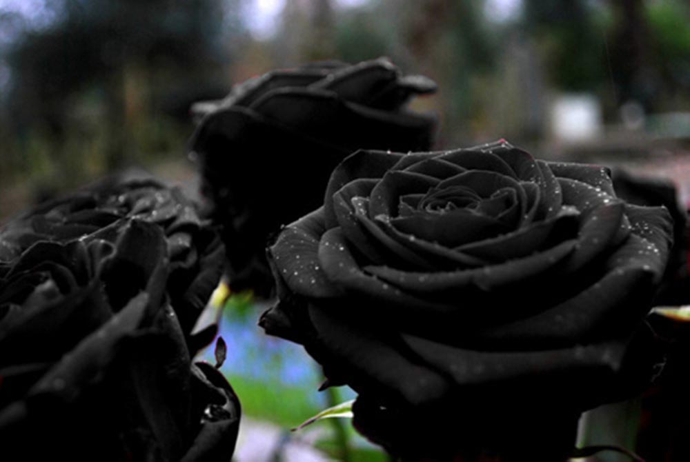 Beauty of Black Rose (7 photos)