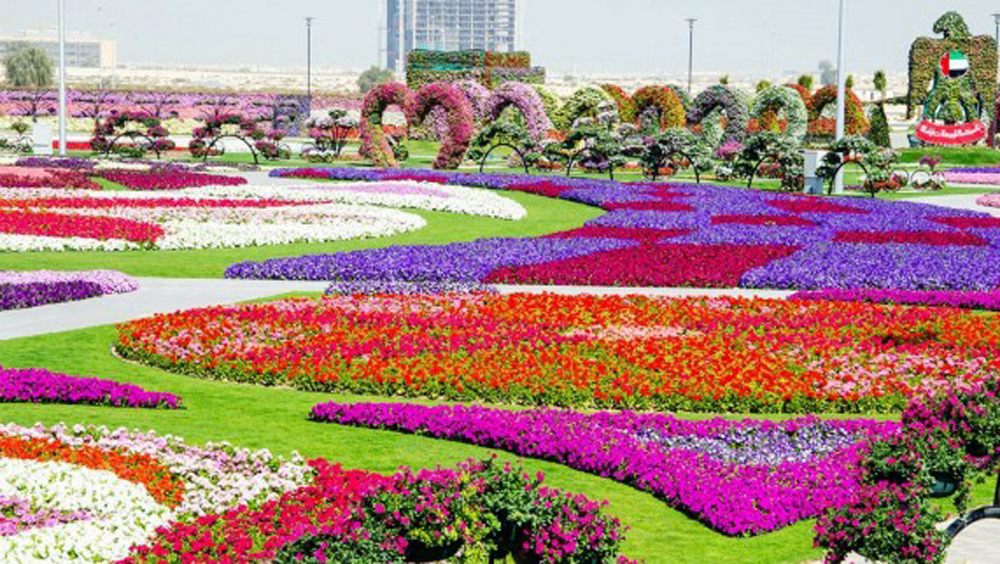 Dubai Miracle Garden (5 Photos)