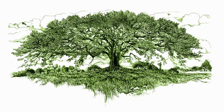 Benefits of Trees