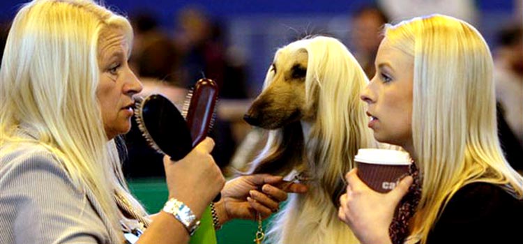 12 Dogs Who Don’t Looks Like Dogs (12 Photos)