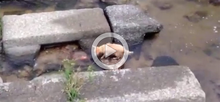 So Cute… Dog Plays Fetch by Himself (Video)