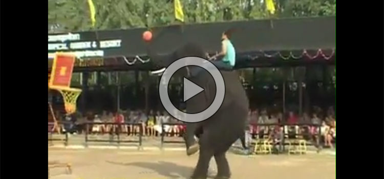 Elephants Got Talent – Amazing Performance (Video)