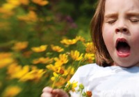 Hay Fever (Seasonal Allergic Rhinitis)
