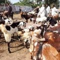 congo virus infomazza