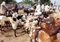 What is Congo Virus? How to Save Yourself from This Virus
